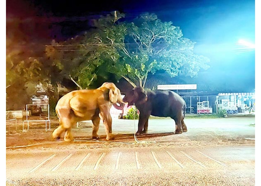2021–07-01 捣蛋还偷食 2大象我行我素